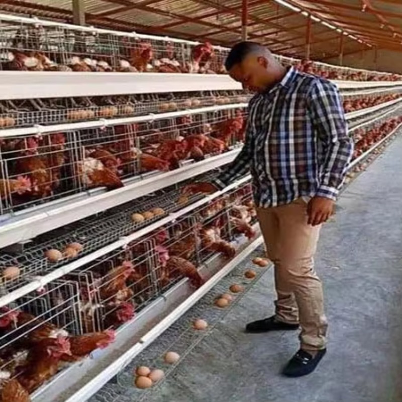 Cheap Price Poultry Farm 10000 - đánh giá và giá Farming Africa