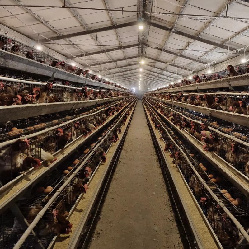 Cheap Price Poultry Farm 10000 - đánh giá và giá Farming Africa