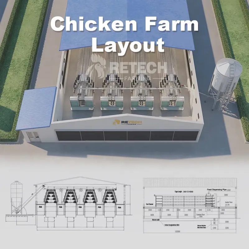 Automatic Layer Chicken Cage A - đánh giá và giá Farming Africa