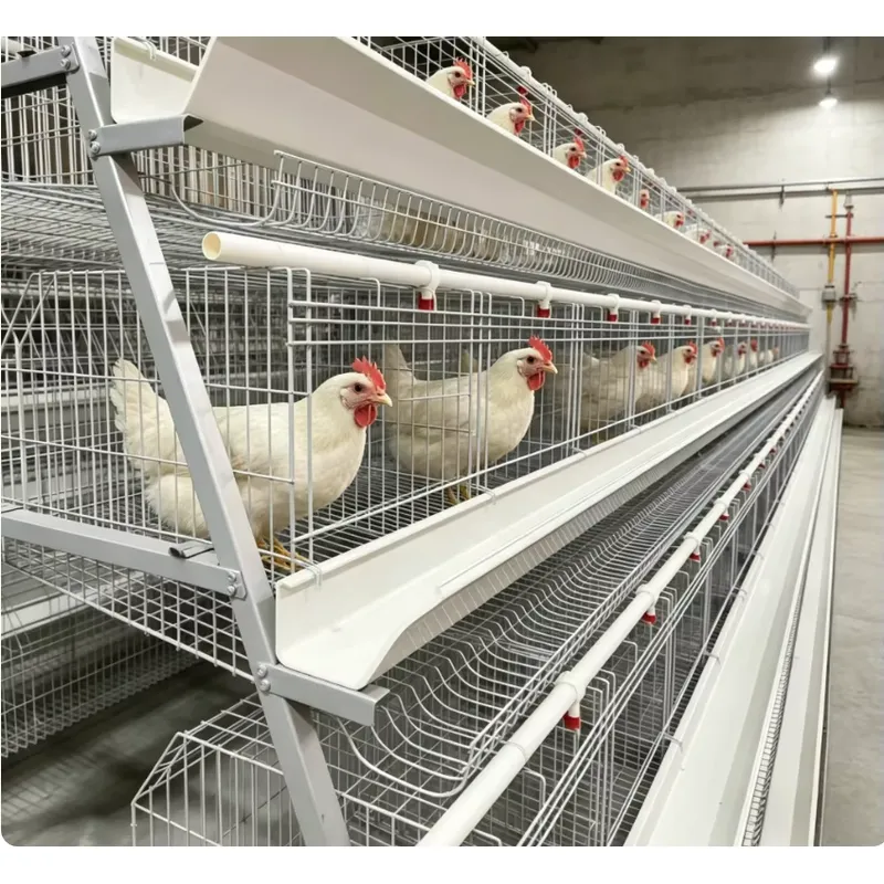 A Type Battery Layer Cage Full - đánh giá và giá Farming Africa