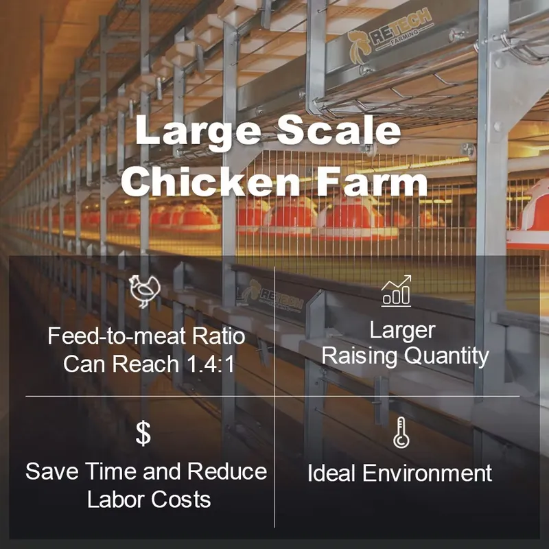 Automatic H Type Broiler Chick - đánh giá và giá Farming Africa