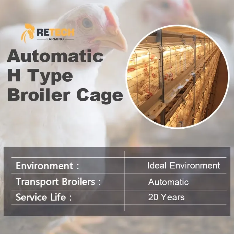 Automatic H Type Broiler Chick - đánh giá và giá Farming Africa