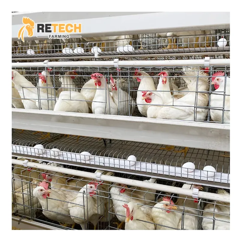 Automatic Egg Layer Chicken Ca - đánh giá và giá Farming Africa
