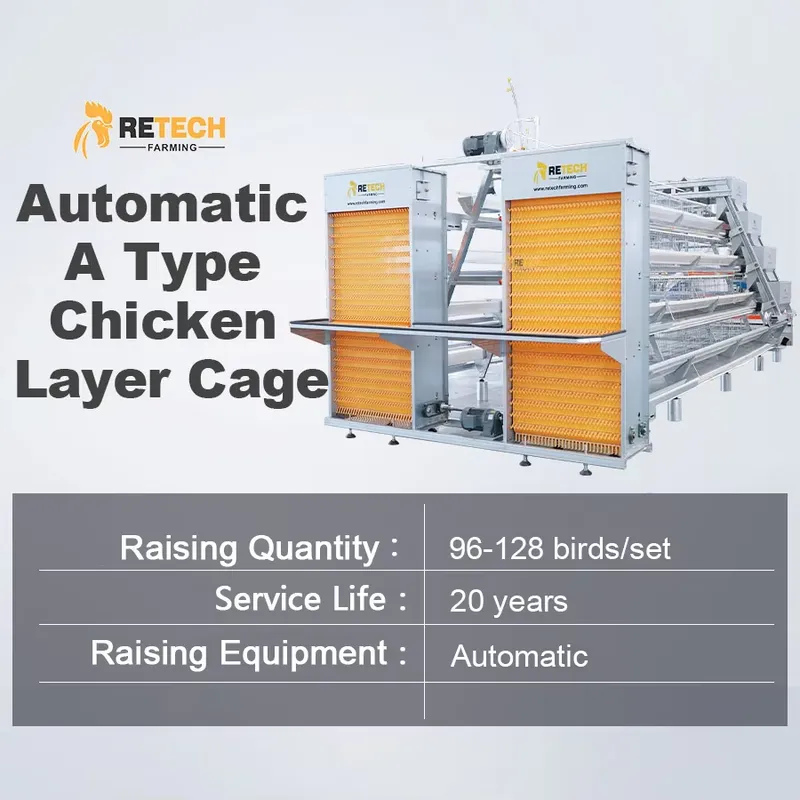 Automatic Egg Layer Chicken Ca - đánh giá và giá Farming Africa