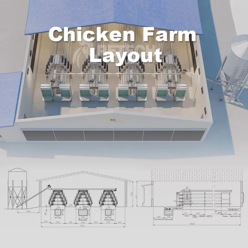 Automatic Egg Layer Chicken Ca - đánh giá và giá Farming Africa