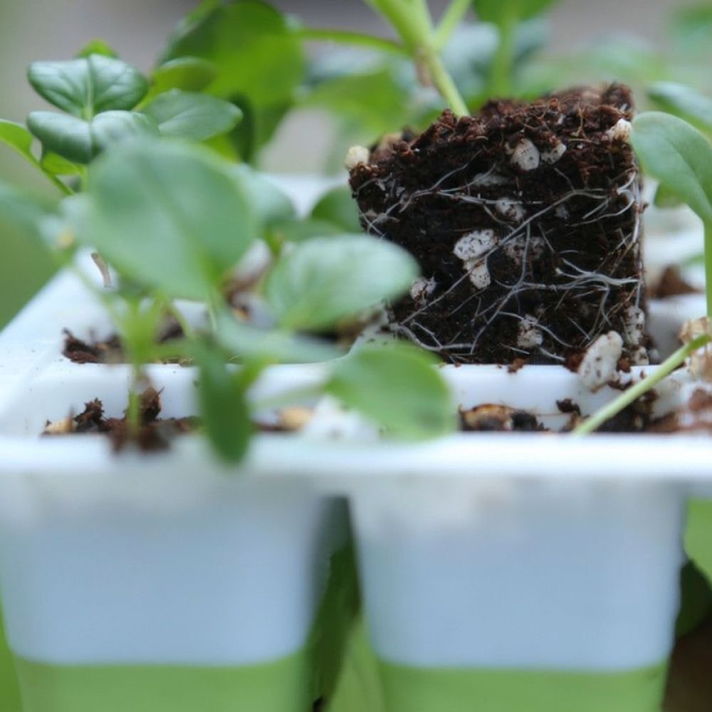Silicone Starter Pot Garden Nu - đánh giá và giá Nursery Plug Tray