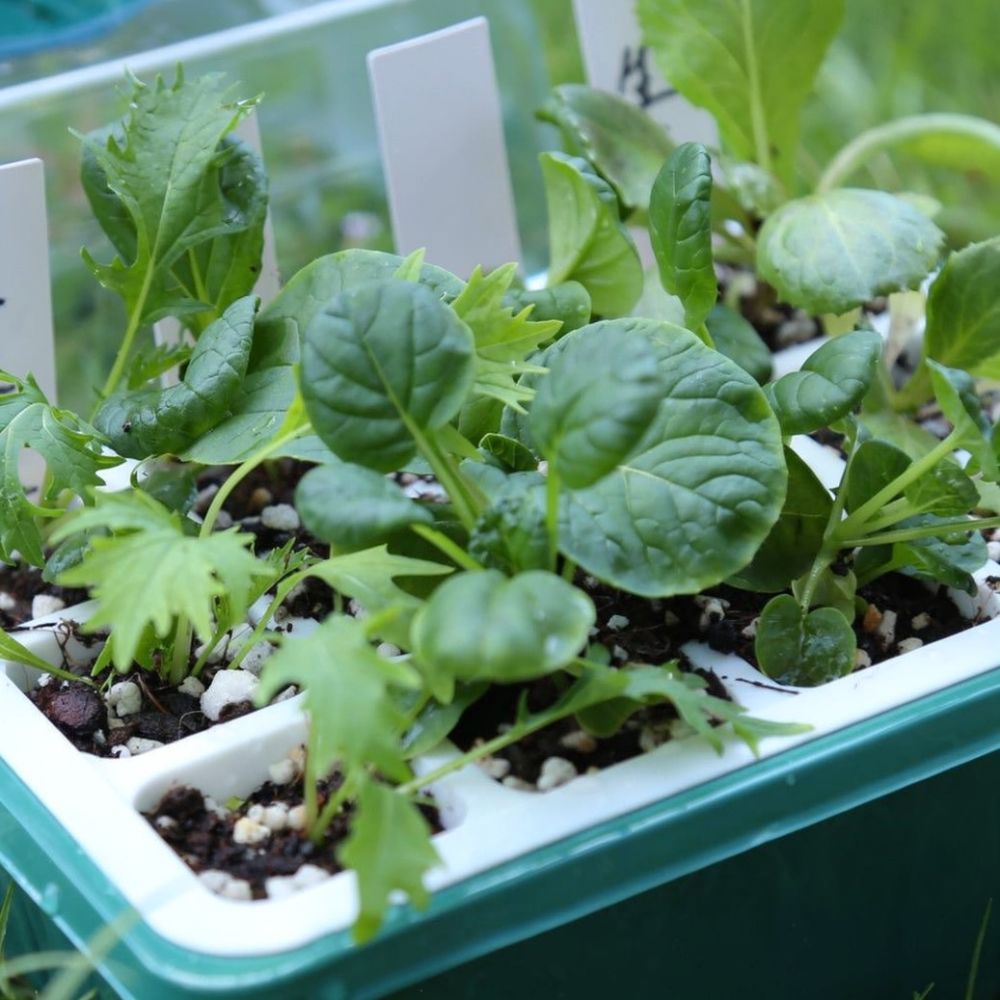 Silicone Starter Pot Garden Nu - đánh giá và giá Nursery Plug Tray