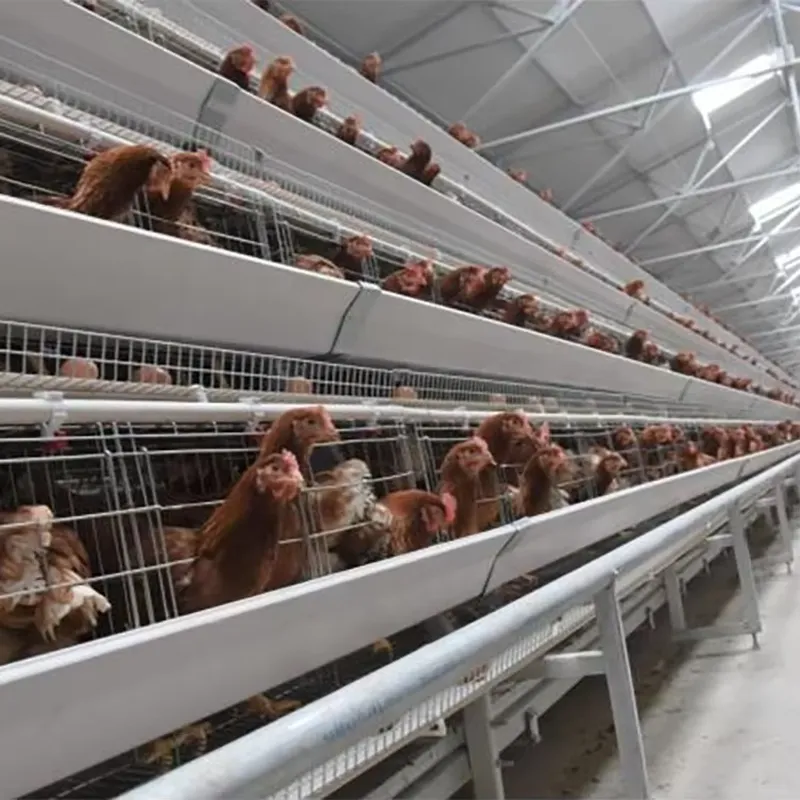 H Type Layer Cages for Poultry - đánh giá và giá Farming Africa