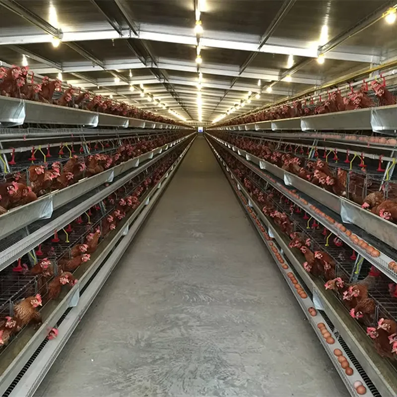 H Type Layer Cages for Poultry - đánh giá và giá Farming Africa