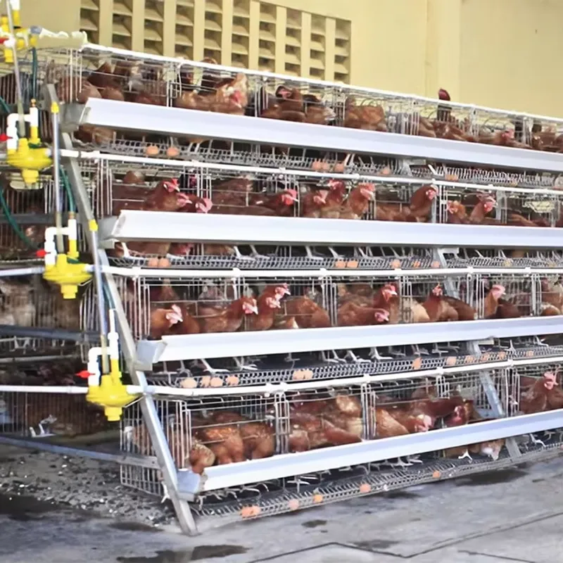 H Type Layer Cages for Poultry - đánh giá và giá Farming Africa